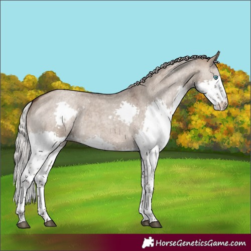 Horse Color:Silver Brown Roan Dun Splash