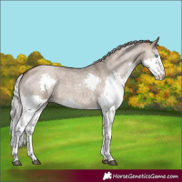 Horse Color:Silver Brown Roan Dun Splash