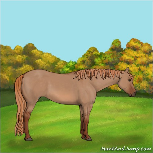 Horse Color:Red Dun