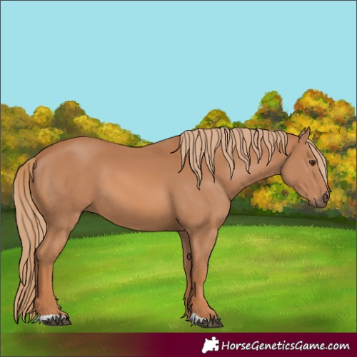 Horse Color:Chestnut 