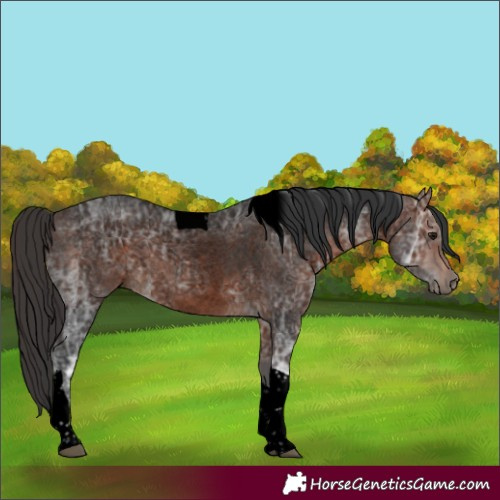 Horse Color:Void Brown Ice Roan Tobiano