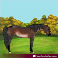 Horse Color:Void Brown Sabino Tobiano 