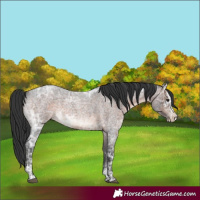 Horse Color:Brown Ice Roan Sabino
