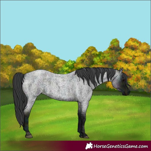 Horse Color:Midnight Blue Ice Roan 