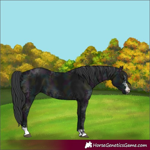 Horse Color:Midnight Black Ice Sabino