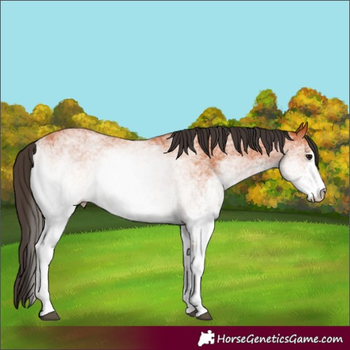 Horse Color:White Spotted Bay 