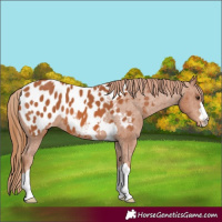 Horse Color:Chestnut Blanket