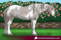 Horse Color:Liver Chestnut Ice Tobiano Appaloosa 