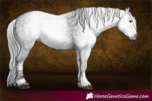 Horse Color:Gray White Spotted Black Ice 