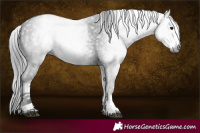 Horse Color:Gray White Spotted Black Ice