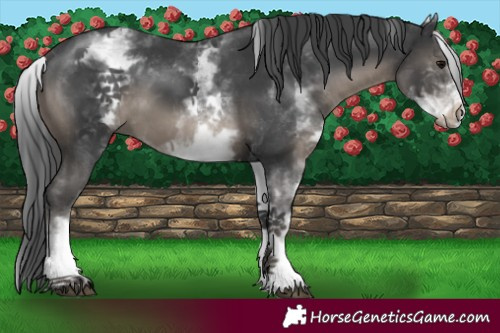 Horse Color:White Spotted Black