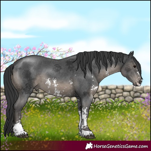 Horse Color:Black Sabino