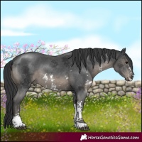 Horse Color:Black Sabino 