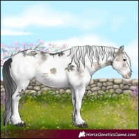 Horse Color:White Spotted Blue Onyx 