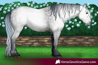 Horse Color:ERROR: UNKNOWN ANOMALY