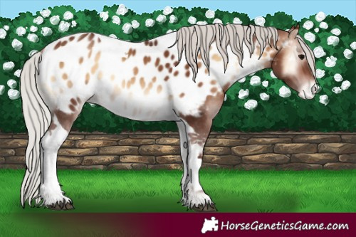 Horse Color:Silver Brown Onyx Tobiano Appaloosa Rabicano 