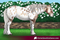 Horse Color:Silver Brown Onyx Tobiano Near Leopard Rabicano