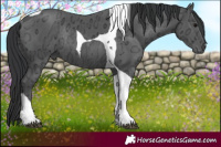 Horse Color:Black Ice Tobiano Rabicano