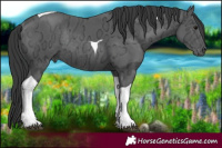 Horse Color:Black Ice Tobiano Rabicano 