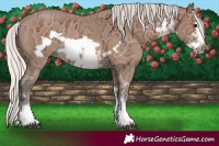 Horse Color:Silver Bay Ice Sabino Frame Rabicano 