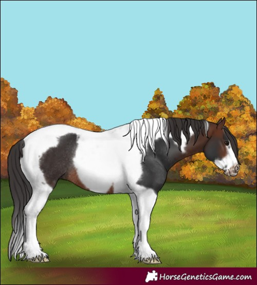 Horse Color:Brown Tobiano Frame Rabicano 