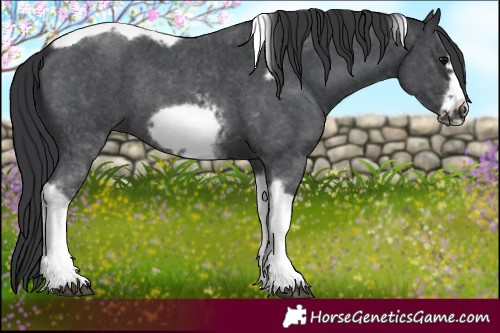 Horse Color:Black Sabino Tobiano Frame Rabicano 