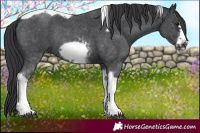 Horse Color:Black Sabino Tobiano Frame Rabicano