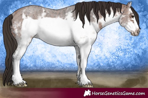 Horse Color:White Spotted Bay Ice Sabino Frame Rabicano 