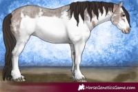 Horse Color:White Spotted Bay Ice Sabino Frame Rabicano 