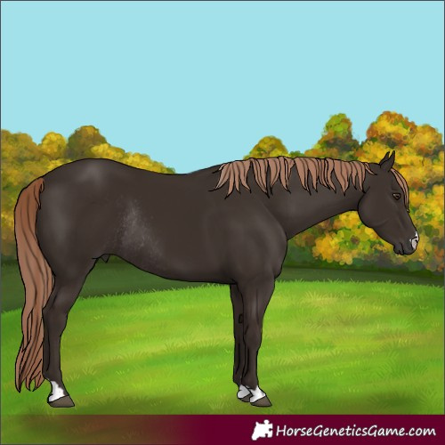 Horse Color:Liver Chestnut Rabicano 