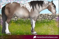 Horse Color:Gray Sable Champagne Ice Tobiano 