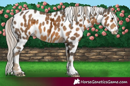Horse Color:Chocolate Palomino Ice Near Leopard 