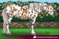 Horse Color:Chocolate Palomino Ice Appaloosa 