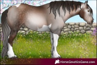 Horse Color:Gray Brown Pearl Tobiano