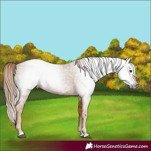 Horse Color:Gray Chestnut 