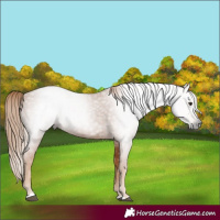 Horse Color:Gray Chestnut 