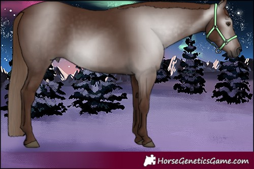 Horse Color:Gray Chestnut 