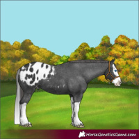 Horse Color:Black Splash Appaloosa 