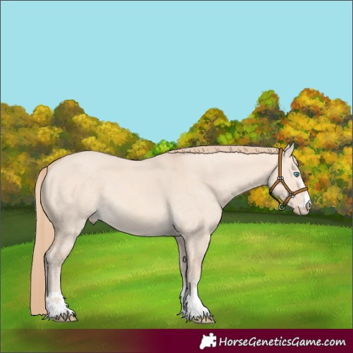 Horse Color:Unknown 