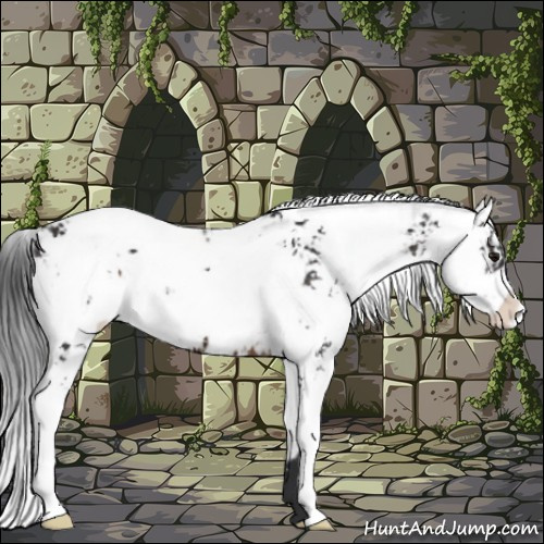 Horse Color:Brown Sabino 