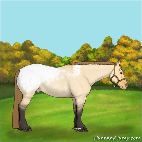 Horse Color:Unknown 