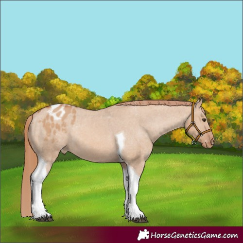 Horse Color:Red Dun Tobiano Appaloosa Rabicano 