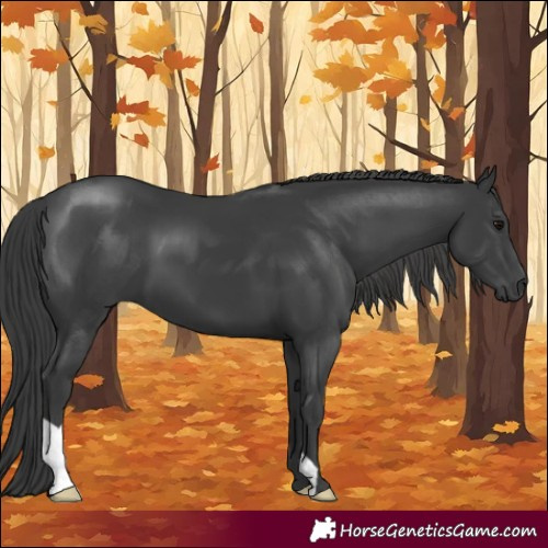 Horse Color:Black 