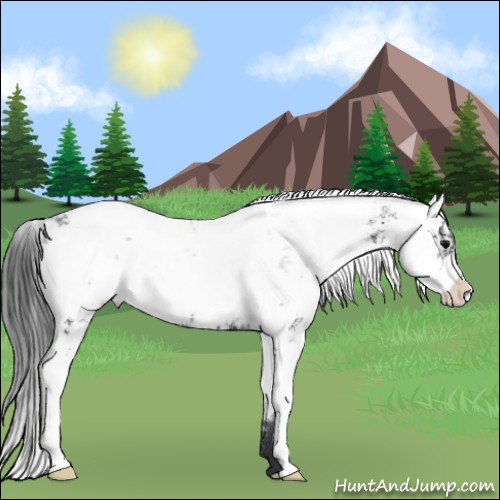 Horse Color:Black Sabino 