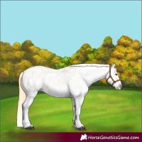 Horse Color:Buckskin Roan Dun Appaloosa 