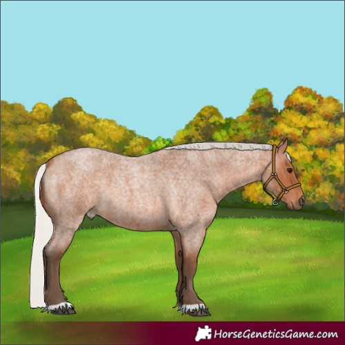 Horse Color:Silver Bay Roan 
