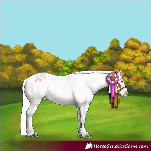 Horse Color:Silver Bay Roan Varnish
