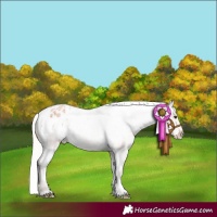 Horse Color:Silver Bay Roan Varnish