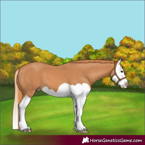 Horse Color:Chestnut Splash 