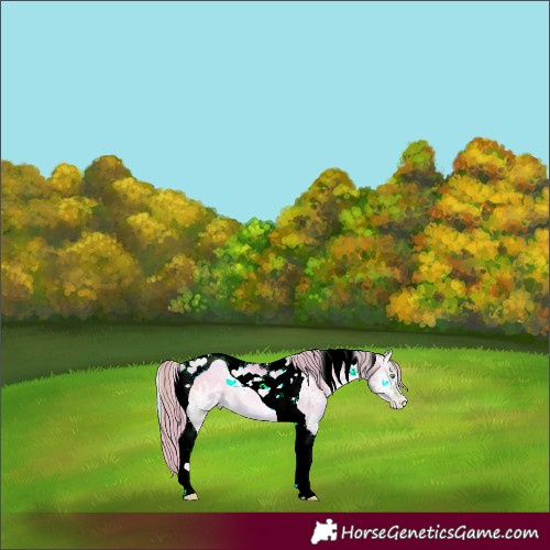 Horse Color:Watercolor Buckskin Ice Pearl Onyx Tobiano 